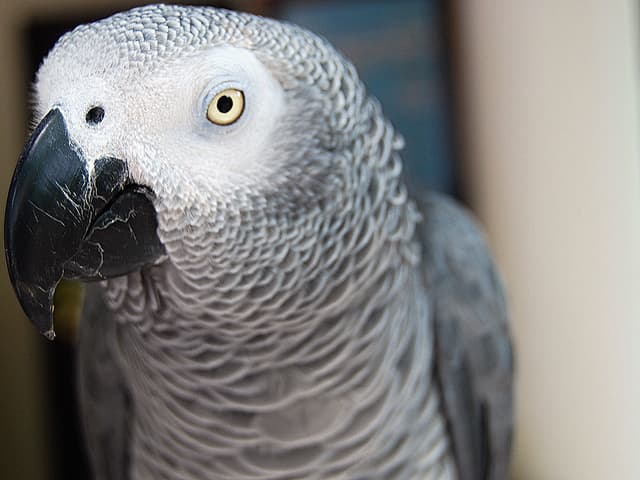 African Grey