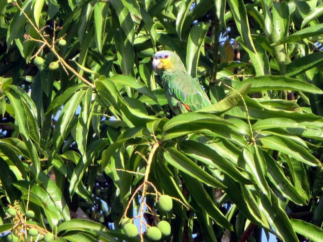 Amazon Parrot
