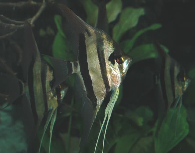 Angelfish