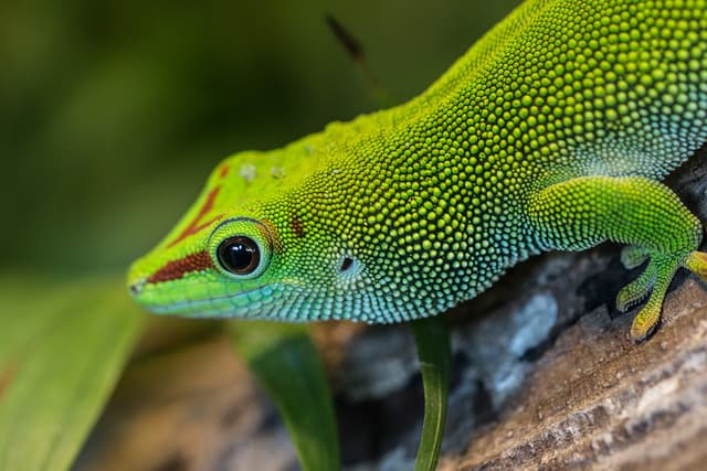 Anole