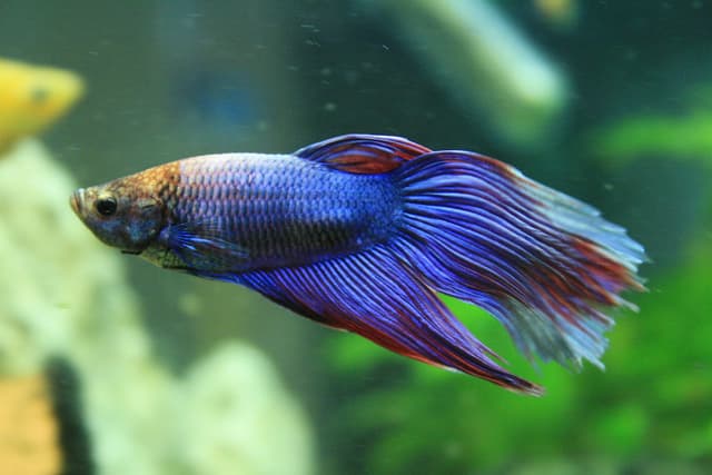 Betta Fish tools