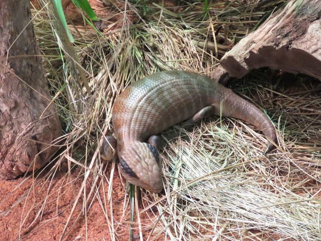 Blue Tongue Skink