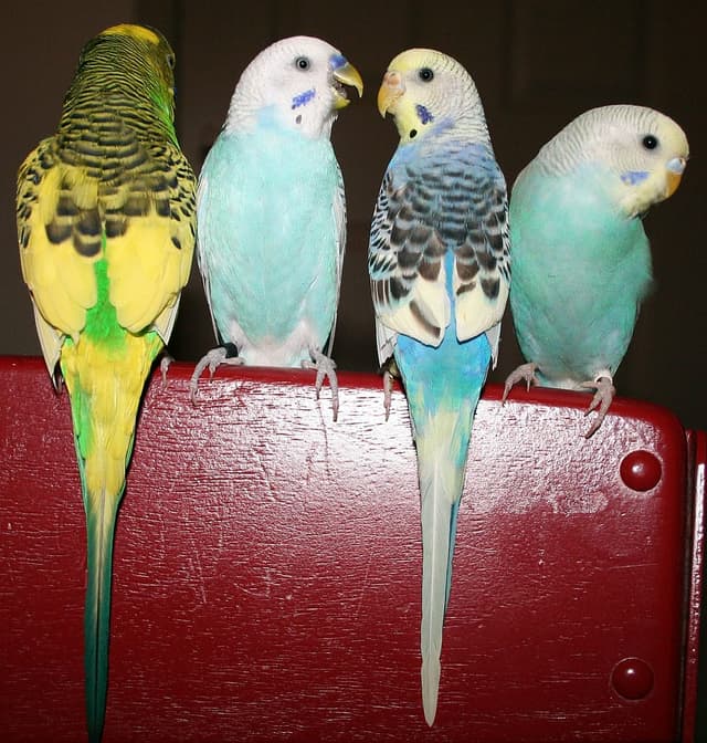 Budgie tools