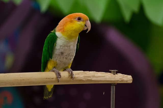 Caique