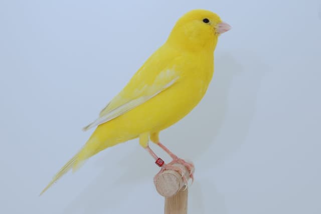 Canary tools