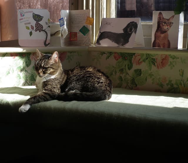 Cat tools