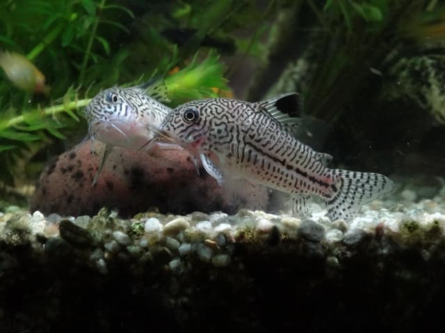 Catfish
