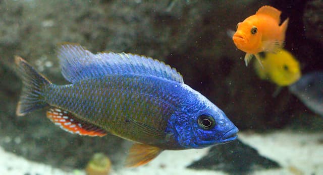 Cichlid