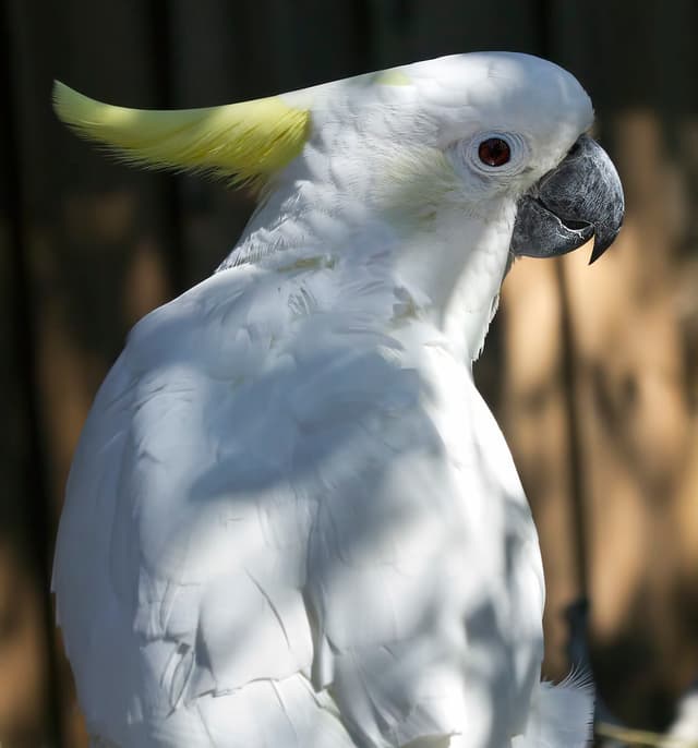 Cockatoo