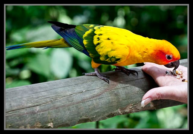 Conure