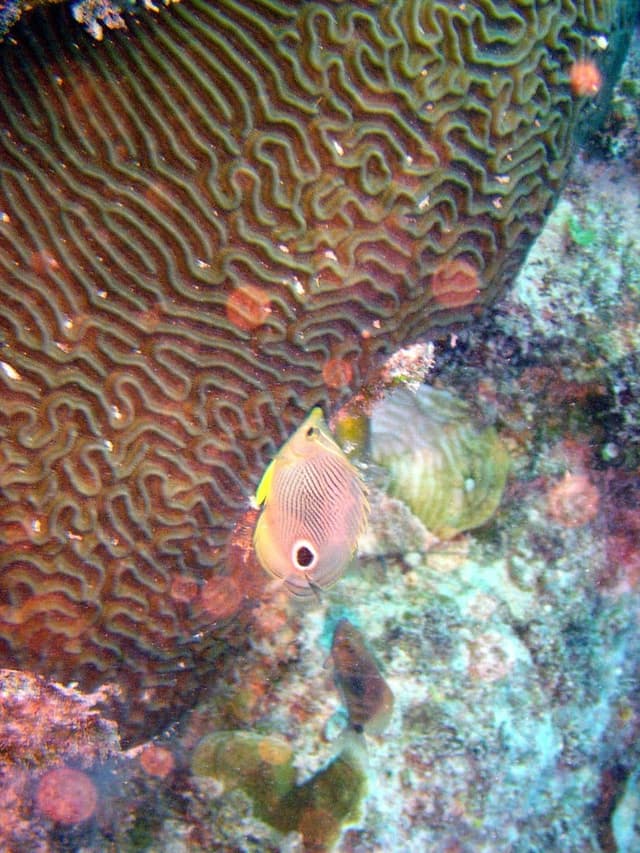 Coral