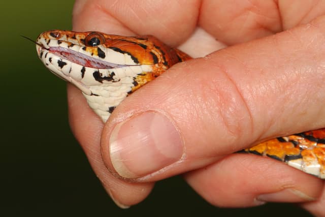 Corn Snake