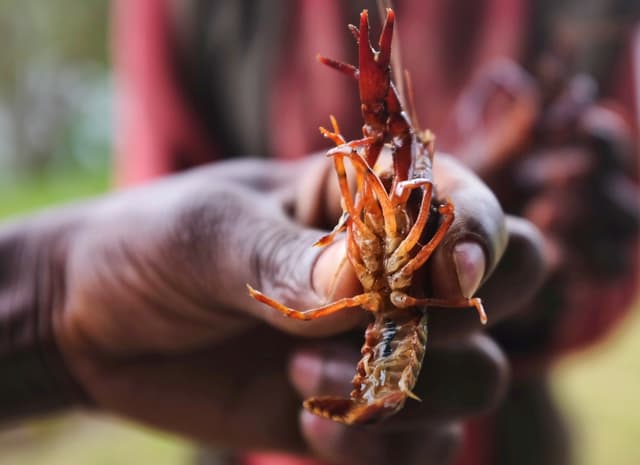 Crayfish