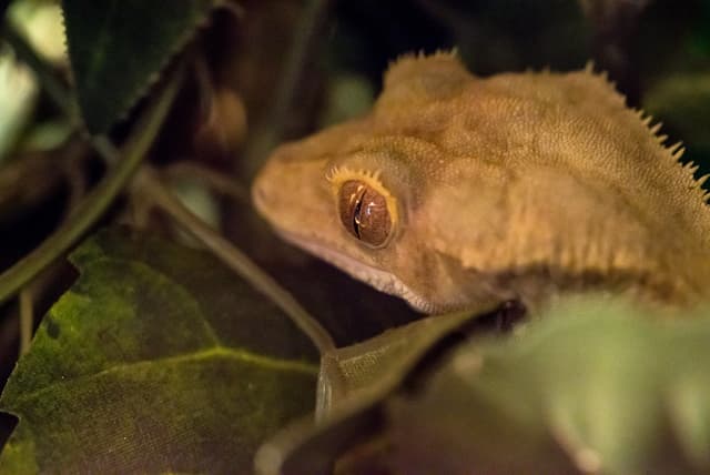 Crested Gecko
