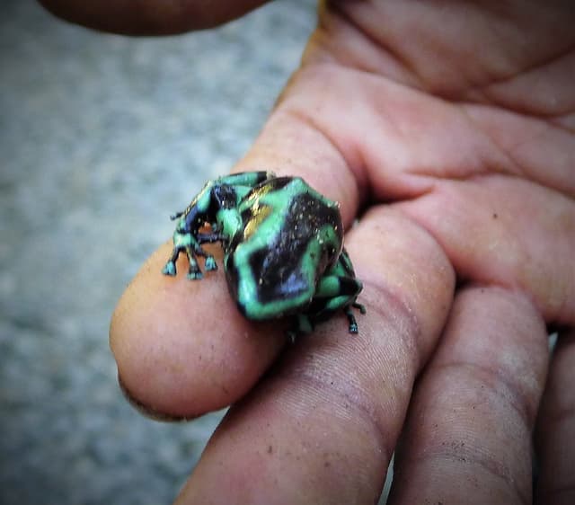 Dart Frog
