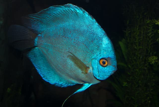 Discus