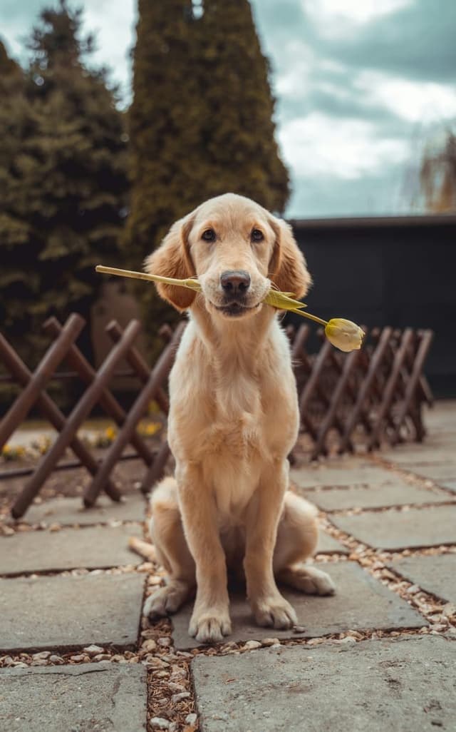 Dog tools
