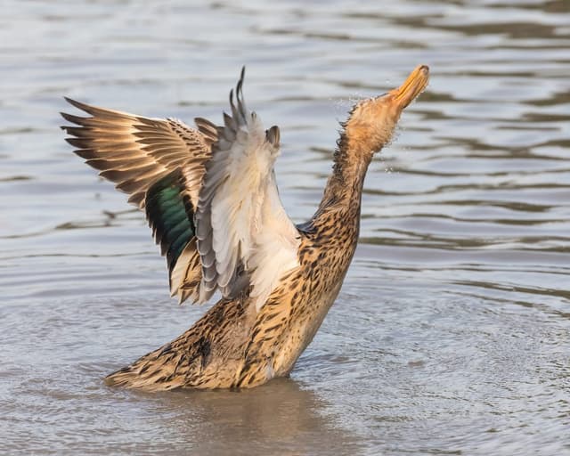 Duck tools