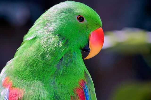 Eclectus