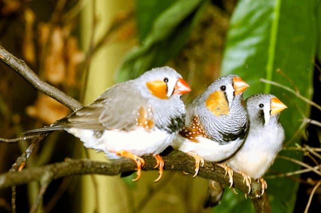 Finch