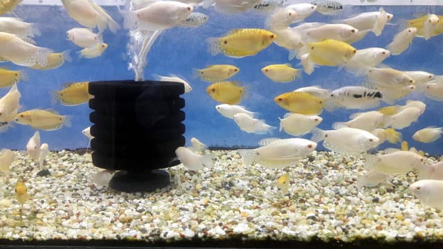 Freshwater Fish