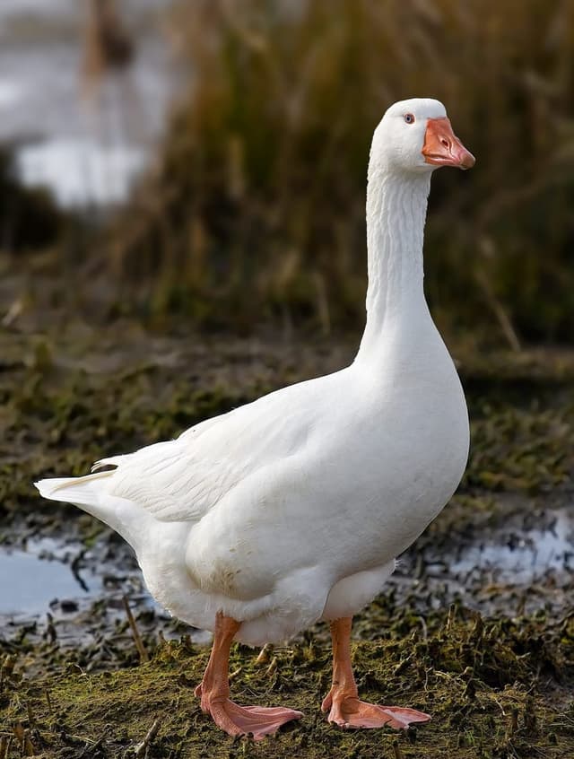 Goose tools