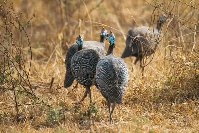 Guinea Fowl