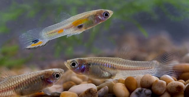 Guppy tools