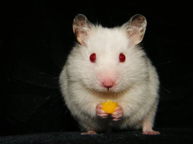 Hamster tools