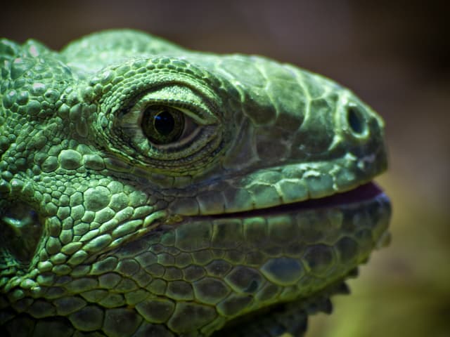 Iguana
