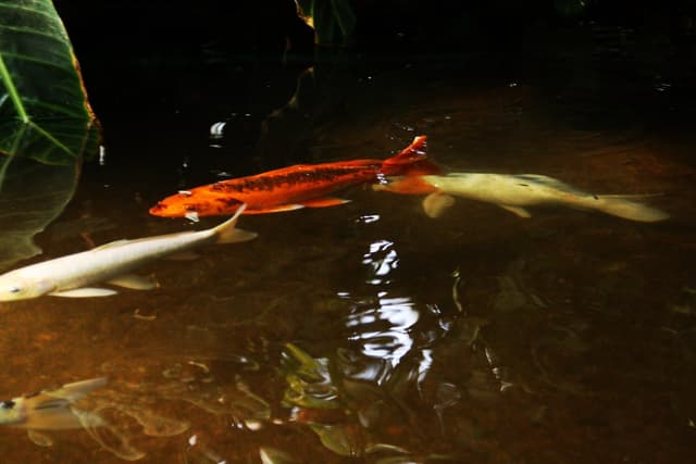 Koi