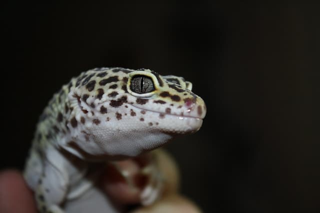 Leopard Gecko