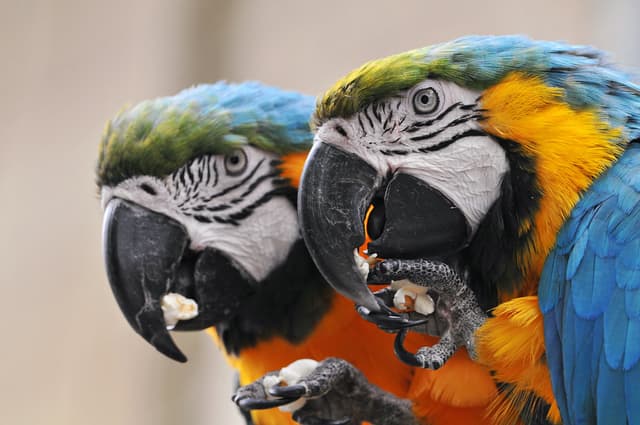 Macaw