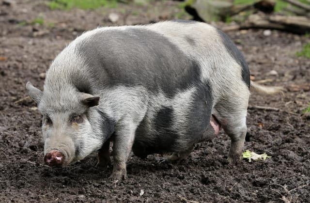 Mini Pig