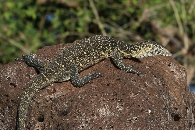 Monitor Lizard