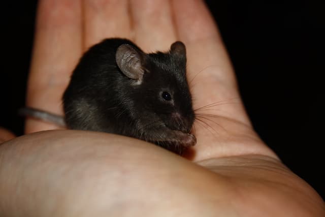 Mouse