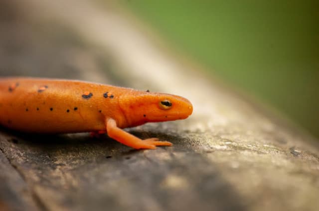 Newt tools