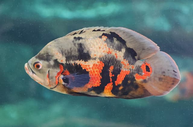 Oscar Fish