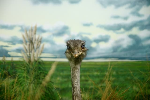 Ostrich