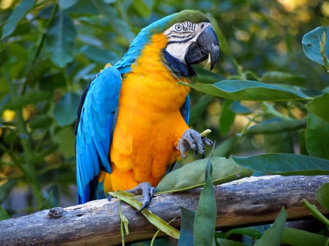 Parrot tools