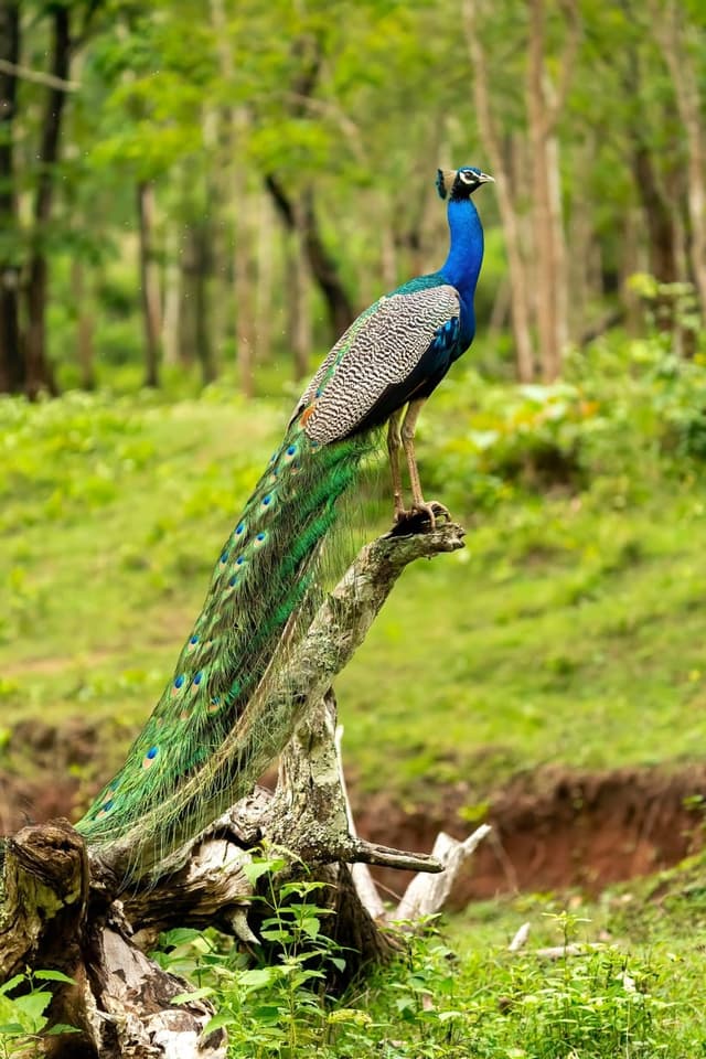Peafowl