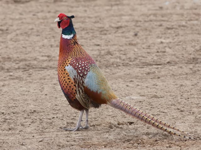 Pheasant
