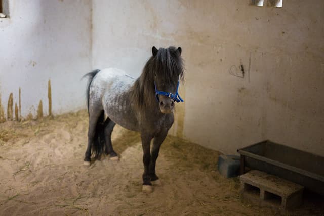 Pony tools