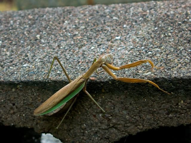 Praying Mantis