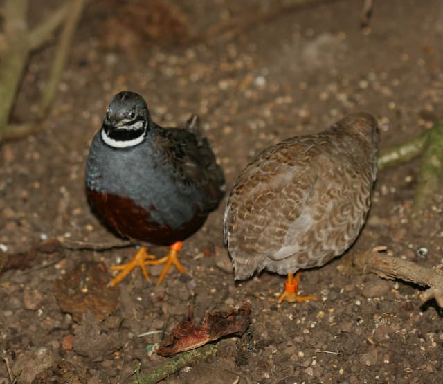 Quail tools