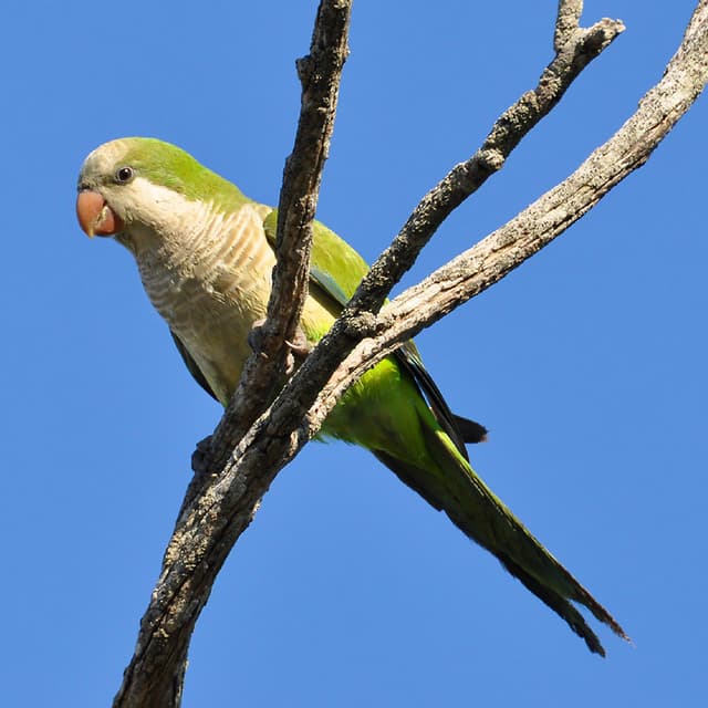 Quaker Parrot