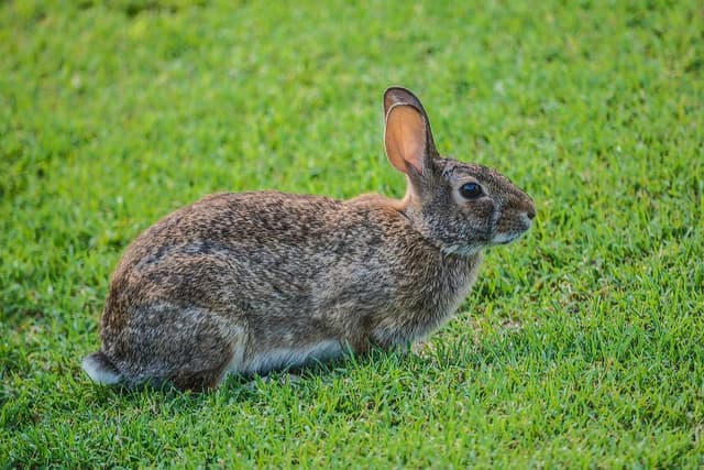 Rabbit tools