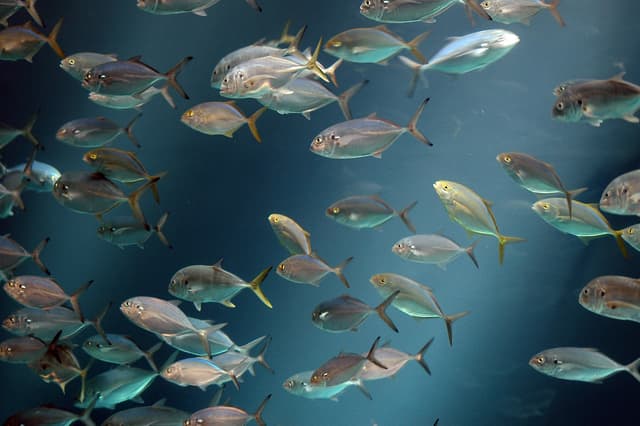 Saltwater Fish