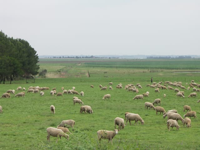 Sheep