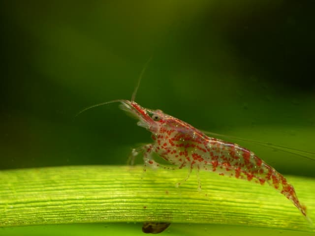 Shrimp